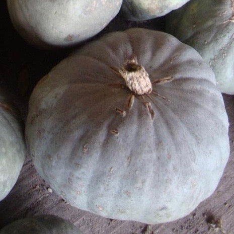 Squash - Sweet Meat (Winter Squash)