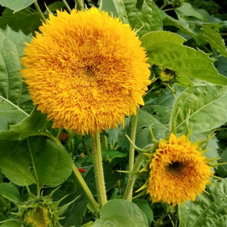 Sunflowers - Teddy Bear