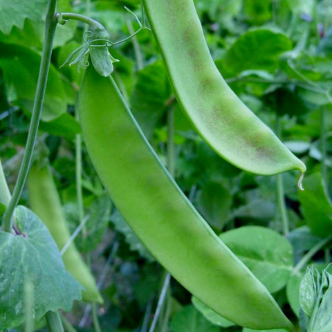 Peas - Thomas Laxton (Shell Peas)