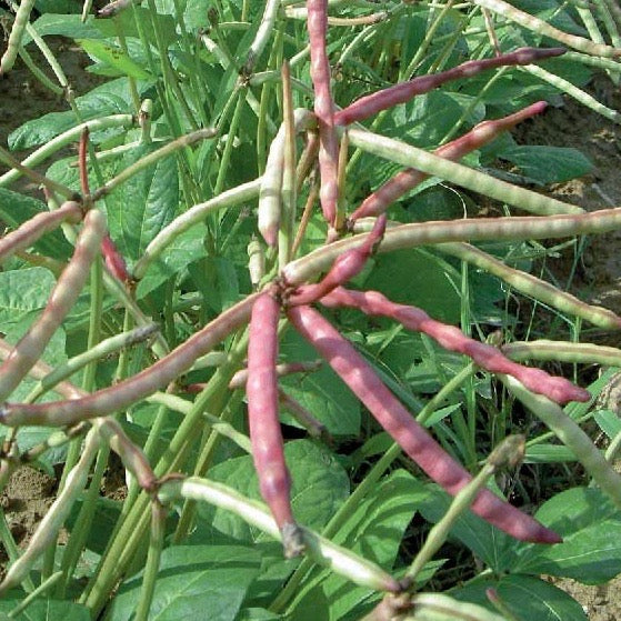 Peas - Top Pick Brown Crowder (Southern Cowpeas) – Stoner Seed Co.