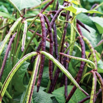 Peas - Top Pick Pink Eye (Southern Cowpeas)