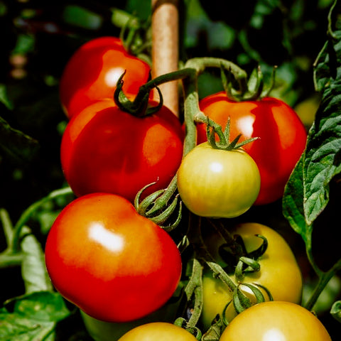 Tomato - Trip L Crop