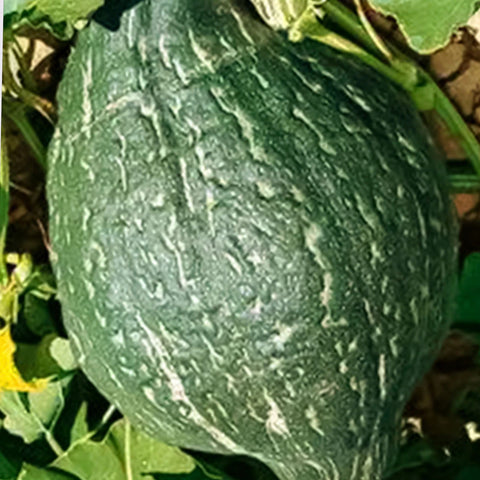 Squash - True Green Hubbard