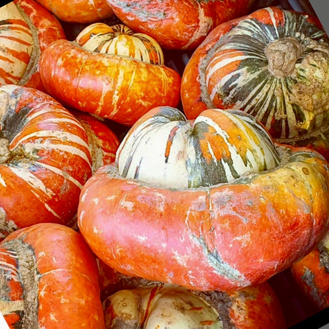 Squash - Turks Turban (Winter Squash)