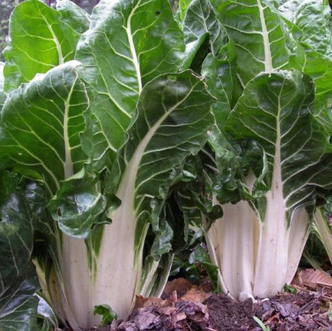 Swiss Chard - White Cloud