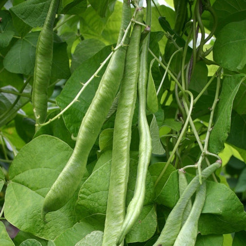 Beans - White Emergo Runner Beans (Pole type)