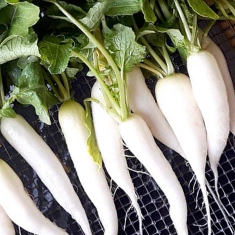 Radish - White Icicle