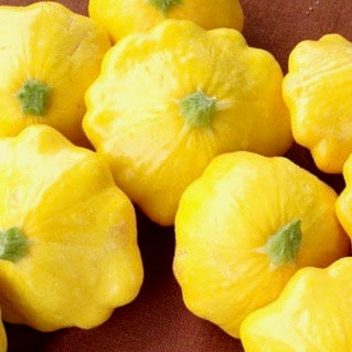 Squash - Yellow Bush Scallop (Summer Squash)