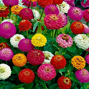 Zinnia - Lilliput Mix