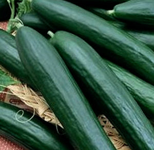 Cucumber - Armenian Dark Green (Slicer Cucumber)