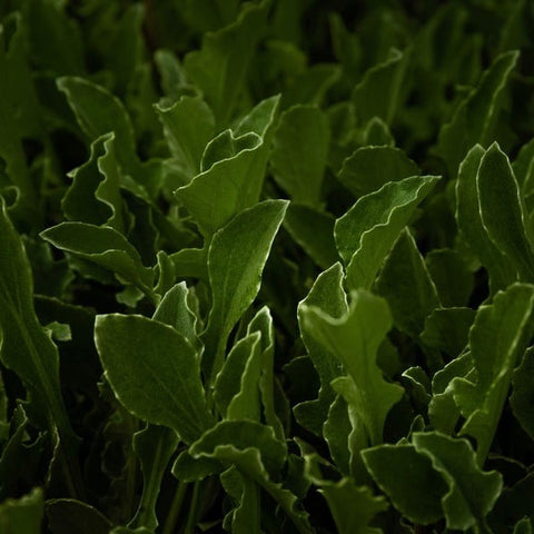 Greens - Arugula