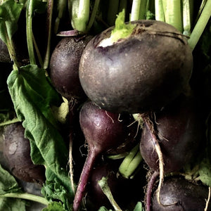 Radish - Black Spanish