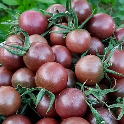 Tomato - Black Cherry