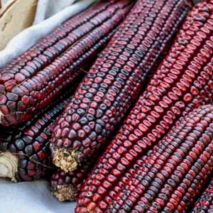 Corn - Bloody Butcher (Ornamental Corn)