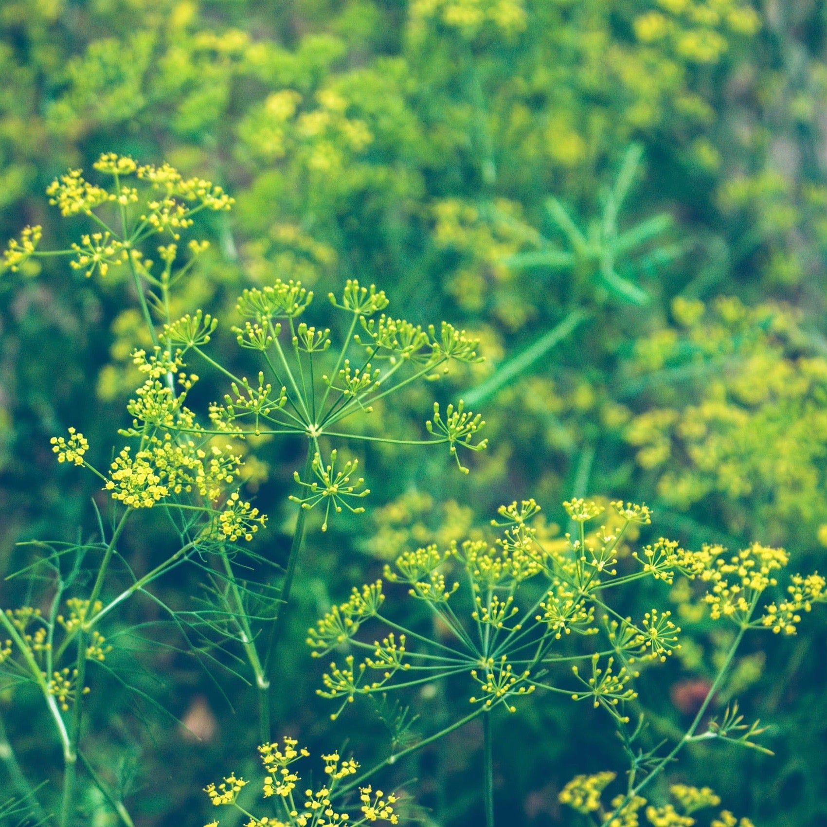 Dill - Bouquet Dill