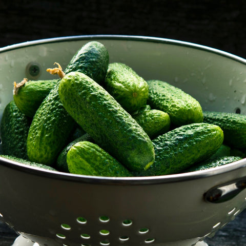 Cucumber - Bush Pickle (Pickler Cucumber)