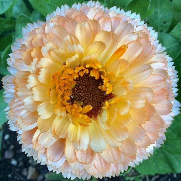 Calendula - Pink Surprise