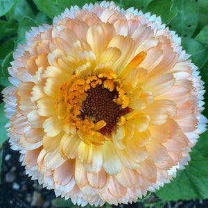 Calendula - Pink Surprise