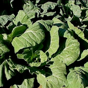 Collards - Champion