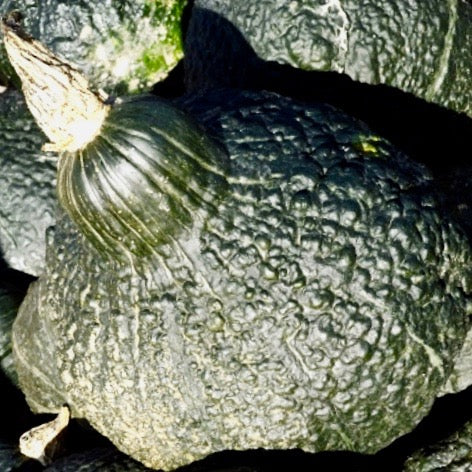 Squash - Chicago Warted Hubbard (Winter Squash)