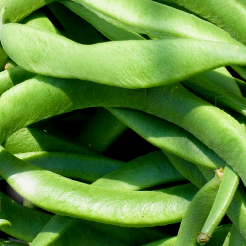 Beans - Commodore Improved (Bush type snap beans)