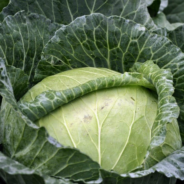 Cabbage - Copenhagen Market