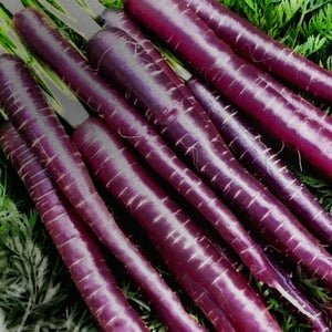 Carrots - Cosmic Purple