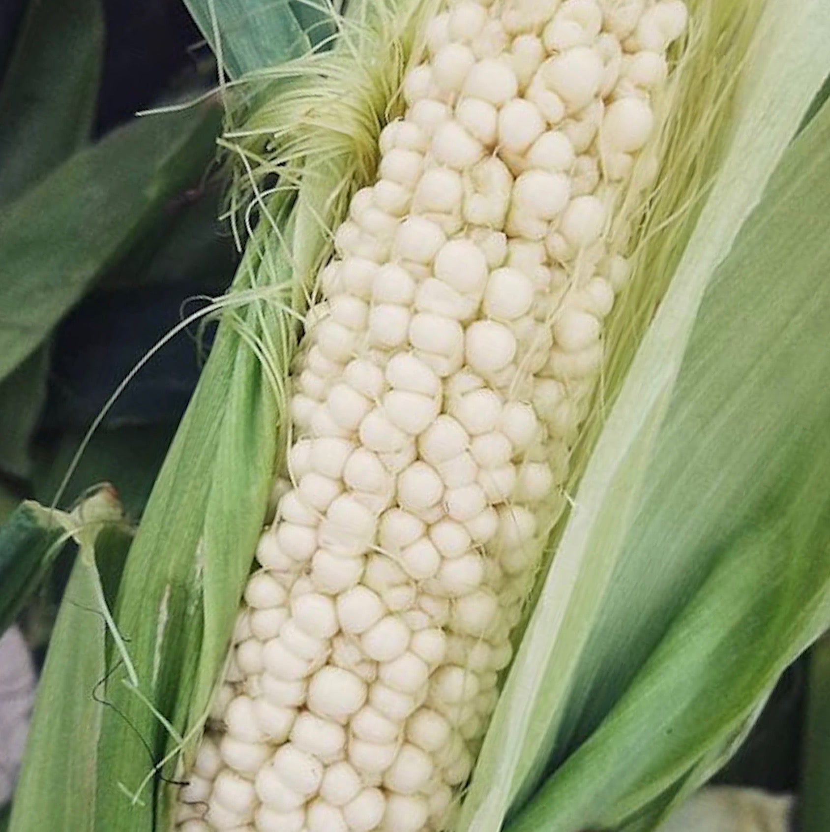 Corn - Country Gentleman OP (White Sweet Corn)