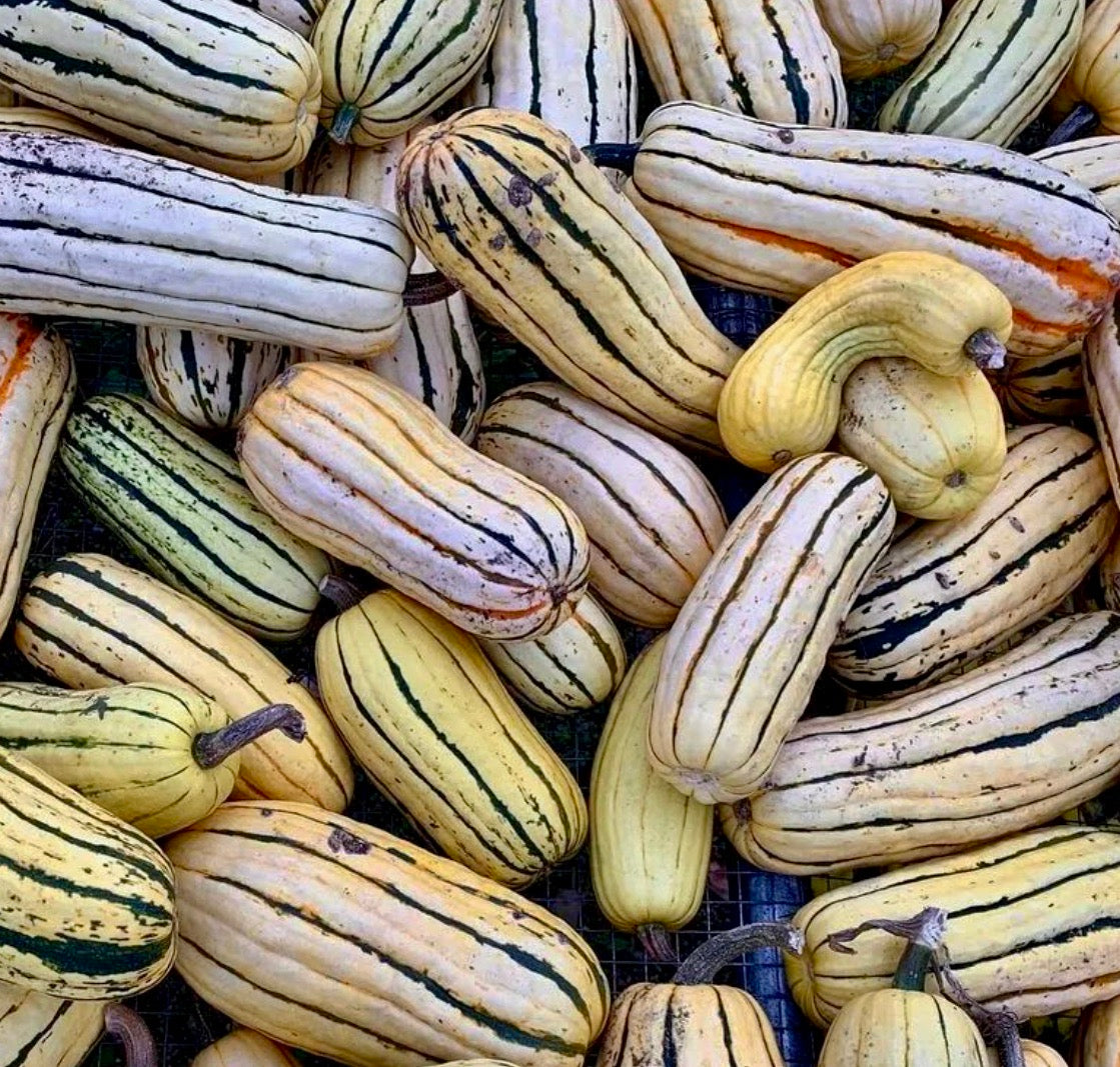 Squash - Delicata (Winter Squash)