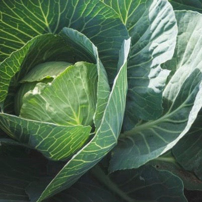 Cabbage - Early Jersey Wakefield