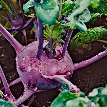 Kohlrabi - Early Purple Vienna