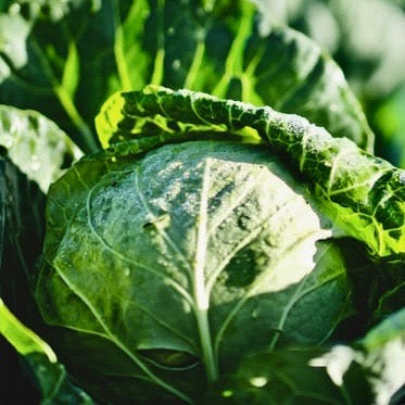 Cabbage - Early Round Dutch