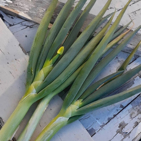 Onion - Evergreen Bunching