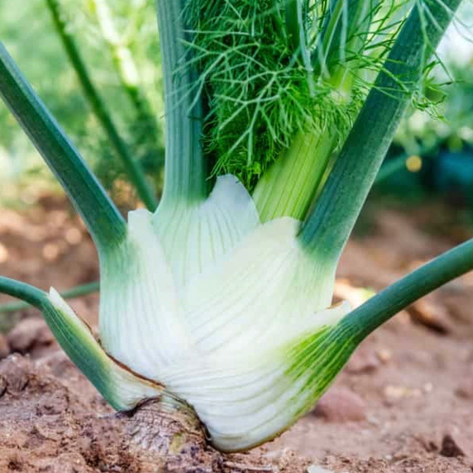 Fennel Florence