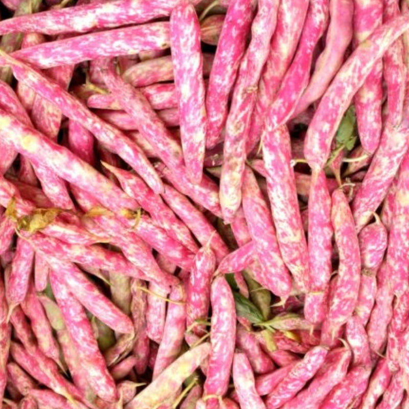 Beans - Flambo (Dry Shell) – Stoner Seed Co.