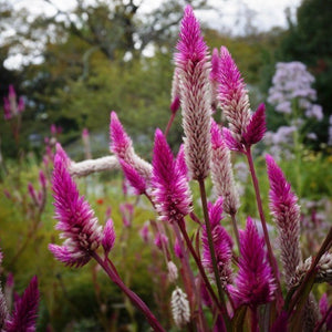 Celosia - Flamingo Feather