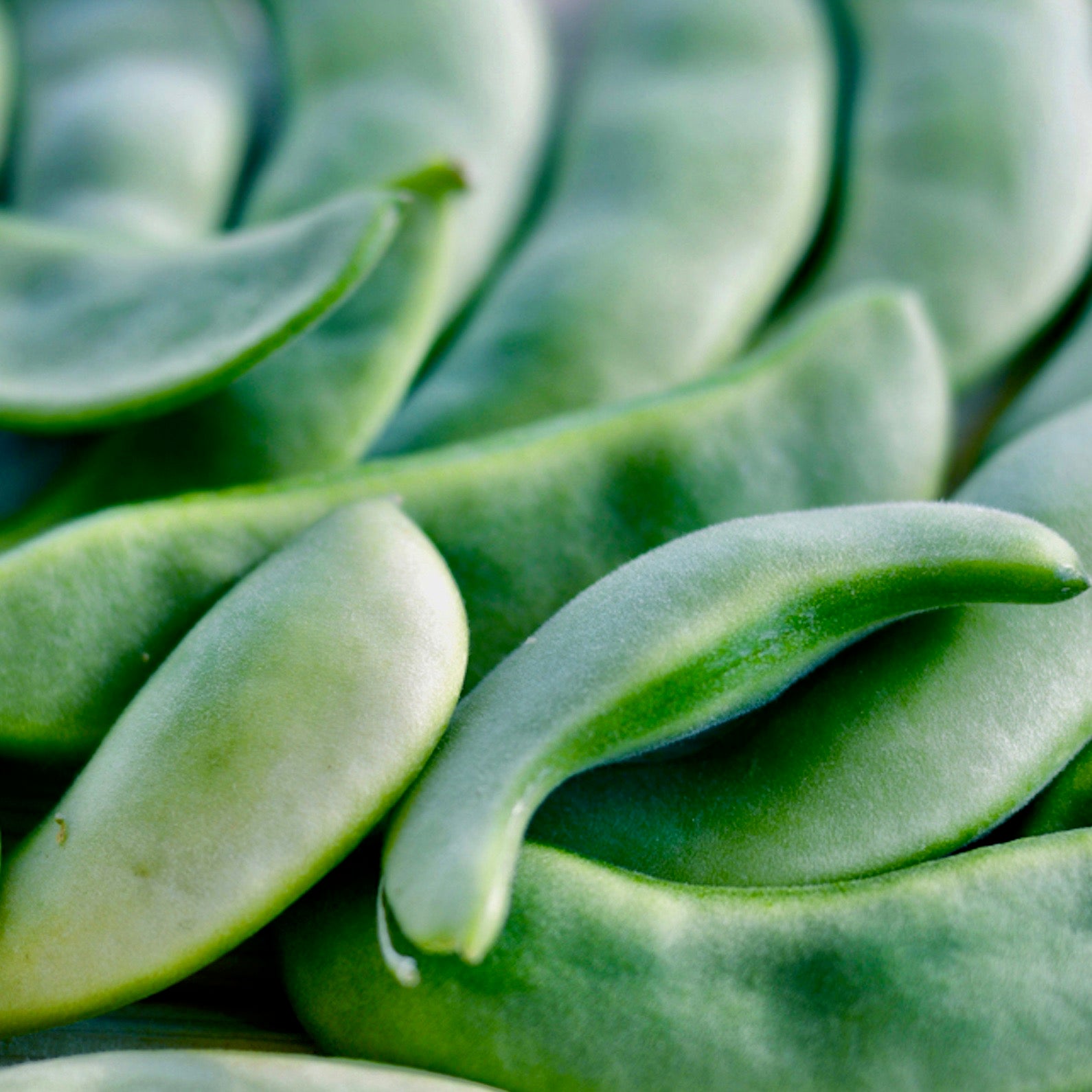 Beans - Fordhook 242 Lima Beans (Bush type)