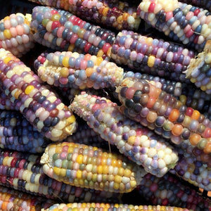 Corn - Glass Gem Corn