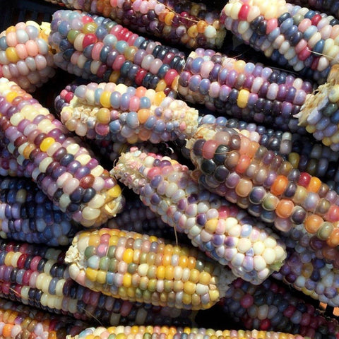 Corn - Glass Gem Corn