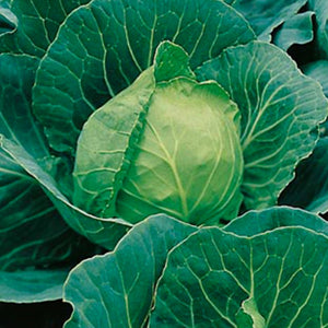 Cabbage - Golden Acre