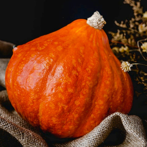 Squash - Golden Hubbard (Winter Squash)