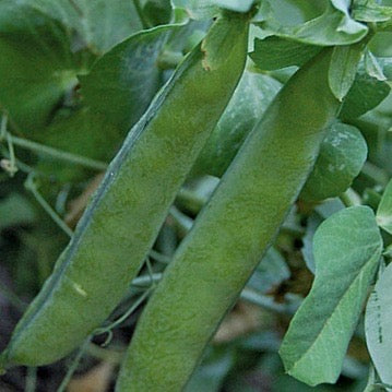 Peas - Green Arrow (Shell Peas)