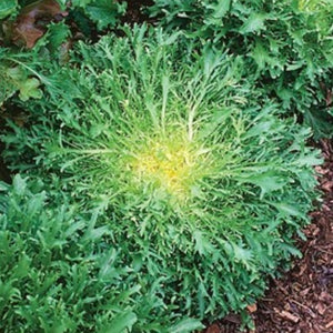 Endive - Green Curled Ruffec