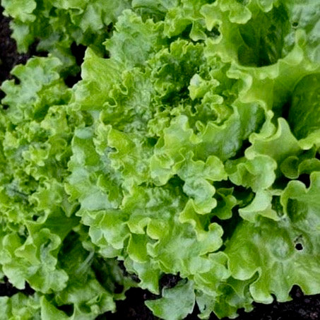 Lettuce - Green Ice