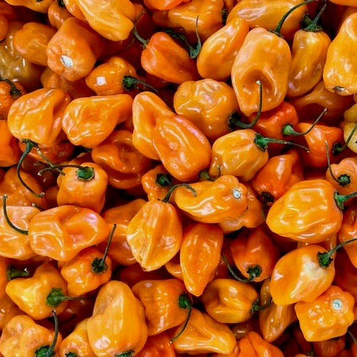 Hot Peppers - Habanero Orange