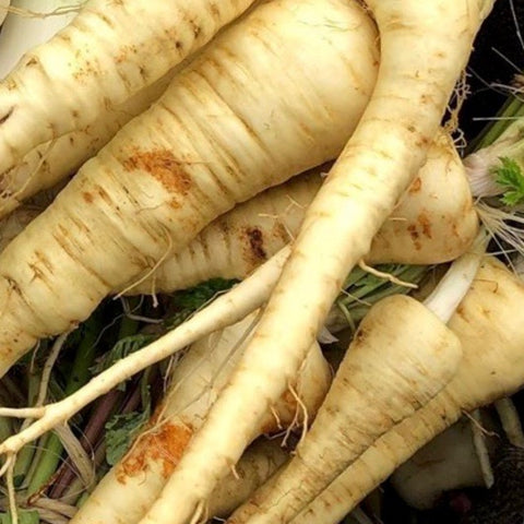 Parsnips - Hollow Crown