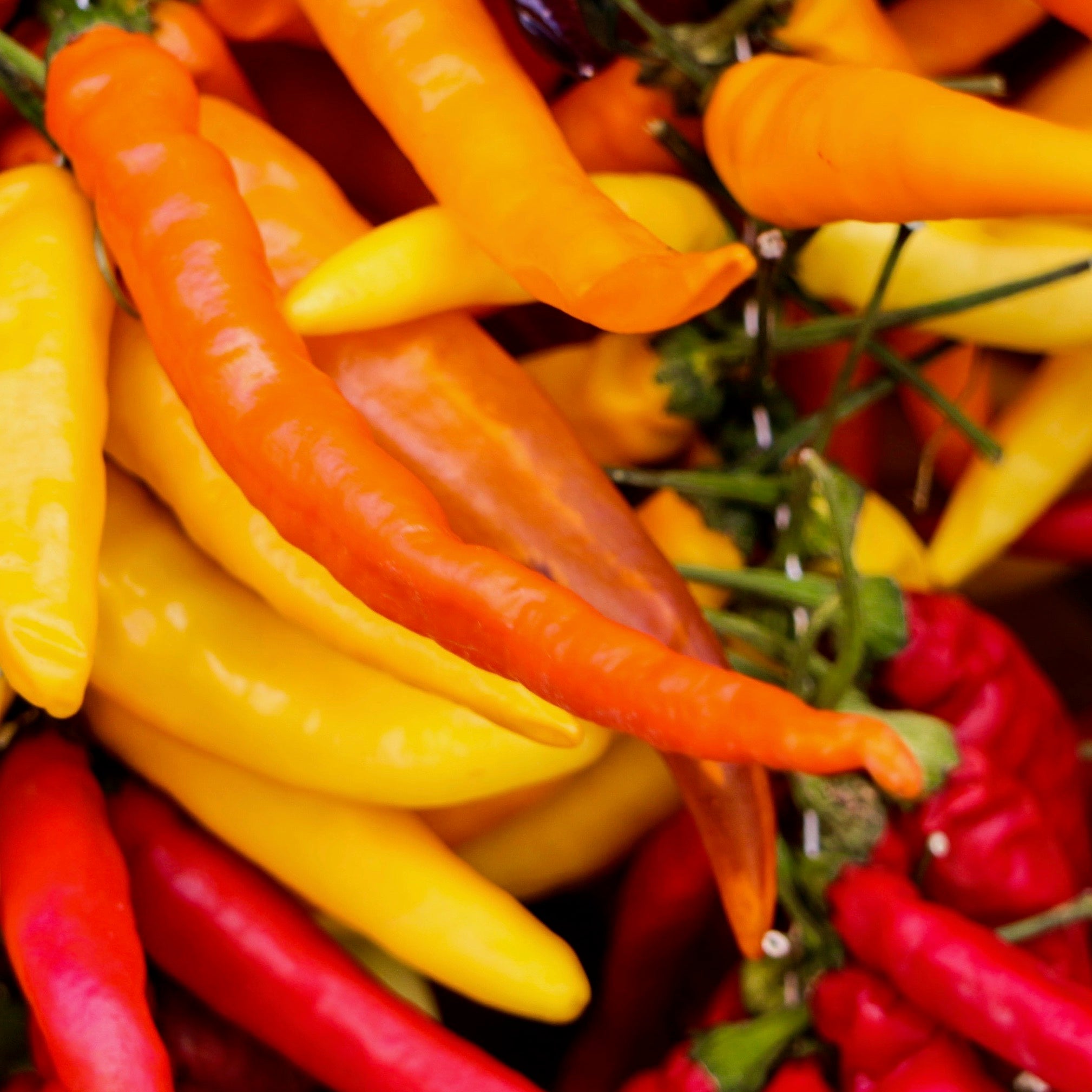 Hot Peppers - Hungarian Wax