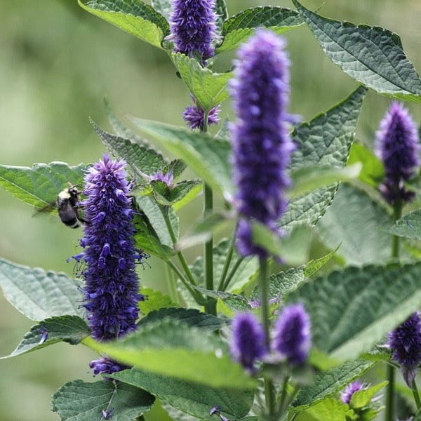 Hyssop