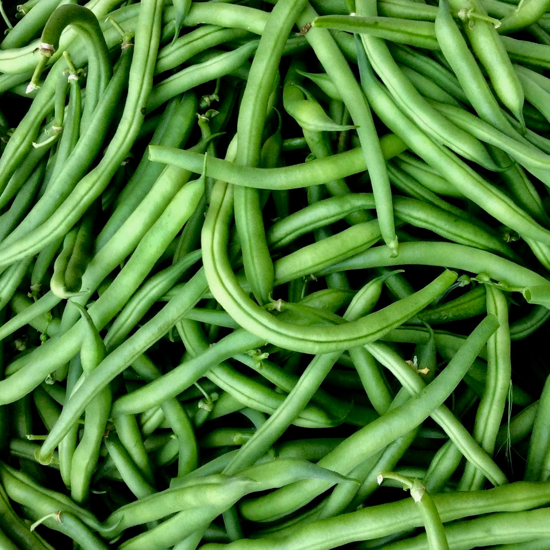 Beans - Jade (Bush type snap)