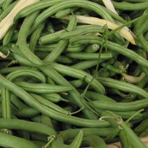 Beans - Kentucky Wonder 125 (Bush type snap)